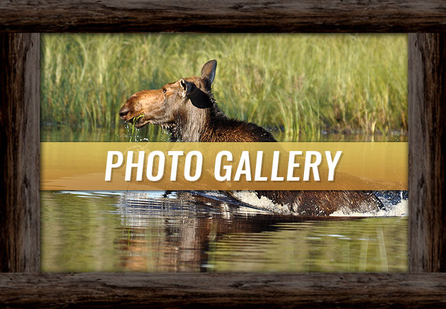 Photo Galleries Guardian Eagle Resort Photo Galleries